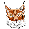 lynx