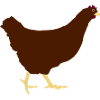 Running chicken hen