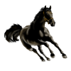 cheval