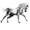 cheval