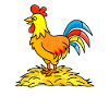 Rooster on the farm
