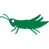 Grasshopper