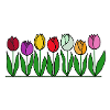 Tulips, flowers, spring