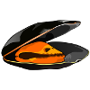 La moule