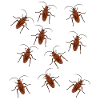 Cafard cafard insecte