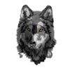 Loup
