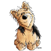Yorkshire Terrier - Dog