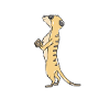suricates
