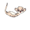Animal suricate