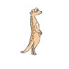 meerkat
