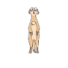 suricates