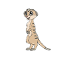 meerkat