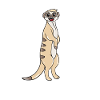Erdmännchen Tier