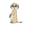 meerkat
