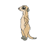 suricates