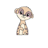 suricates
