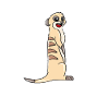 suricates