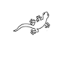 lizard