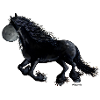 Frison noir - Frison Cheval