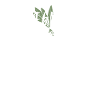 Cadeau Vegan - Sans Voix