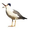 Seagull with cap