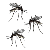 Mosquito MosquitoEs Insects Bloodsucker Pest
