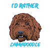 Labradoodle