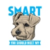 Schnauzer miniature