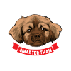 Tibetan Spaniel