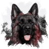 German shepherd