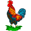 rooster