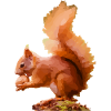 squirrel