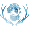 Rauhaarte - Teckel - Bleu Aquarelle