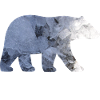 Icebear