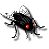 funny fly