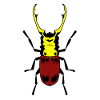 Scarabée insecte insecte