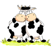 Twin Cows