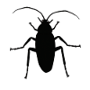 Cockroach cockroach insect pest animals phobia