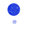 Whale Shark