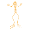 Frog Skeleton