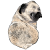 rolig pug med söt hund utseende