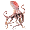 Krake
