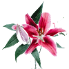 pink lily