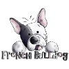 Bouledogue français drôle - Chien - Chiens