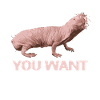 Naked Mole Gnaver Østafrika Sand Graves Gave