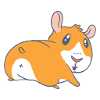 Guinea pig