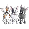 Three French Bulldogs - Bulldog - Dog