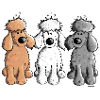 Trois Caniche Drôle - Chien - Chiens