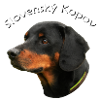 Slovenský Kopov Portrait
