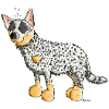 Funny Australian Cattle Dog - Dogs